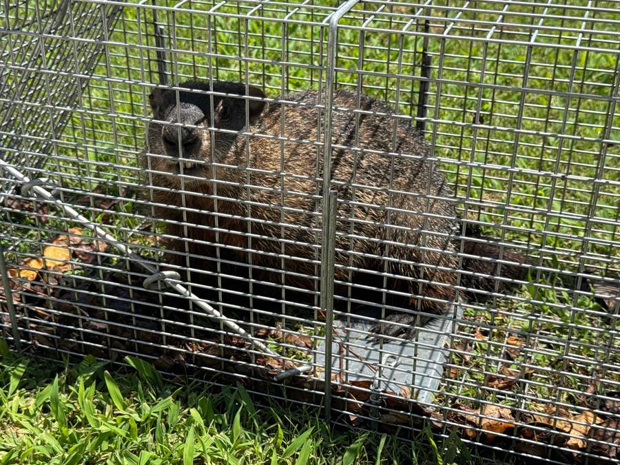 Groundhog in a cage trap on a lawn in Conover NC