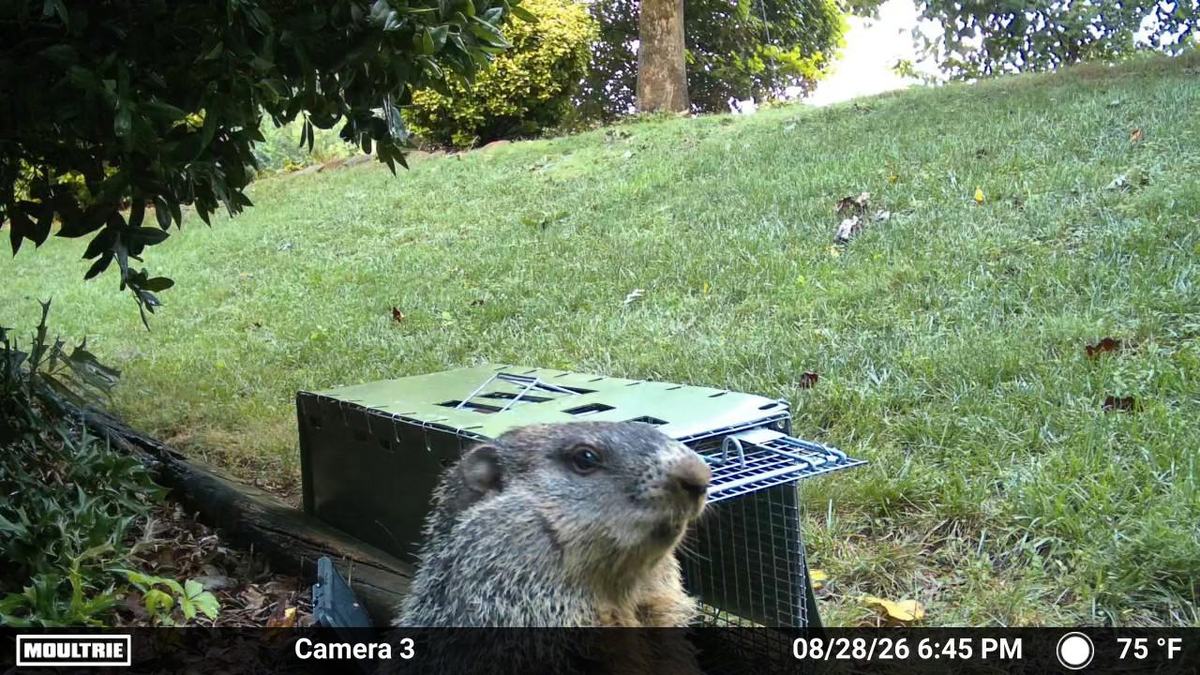 Groundhog approaching a cage trap in a Conover NC yard, trail camera photo