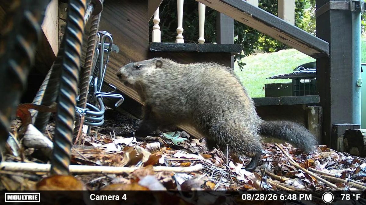 Groundhog beside a trap under porch steps in Conover NC, trail camera photo