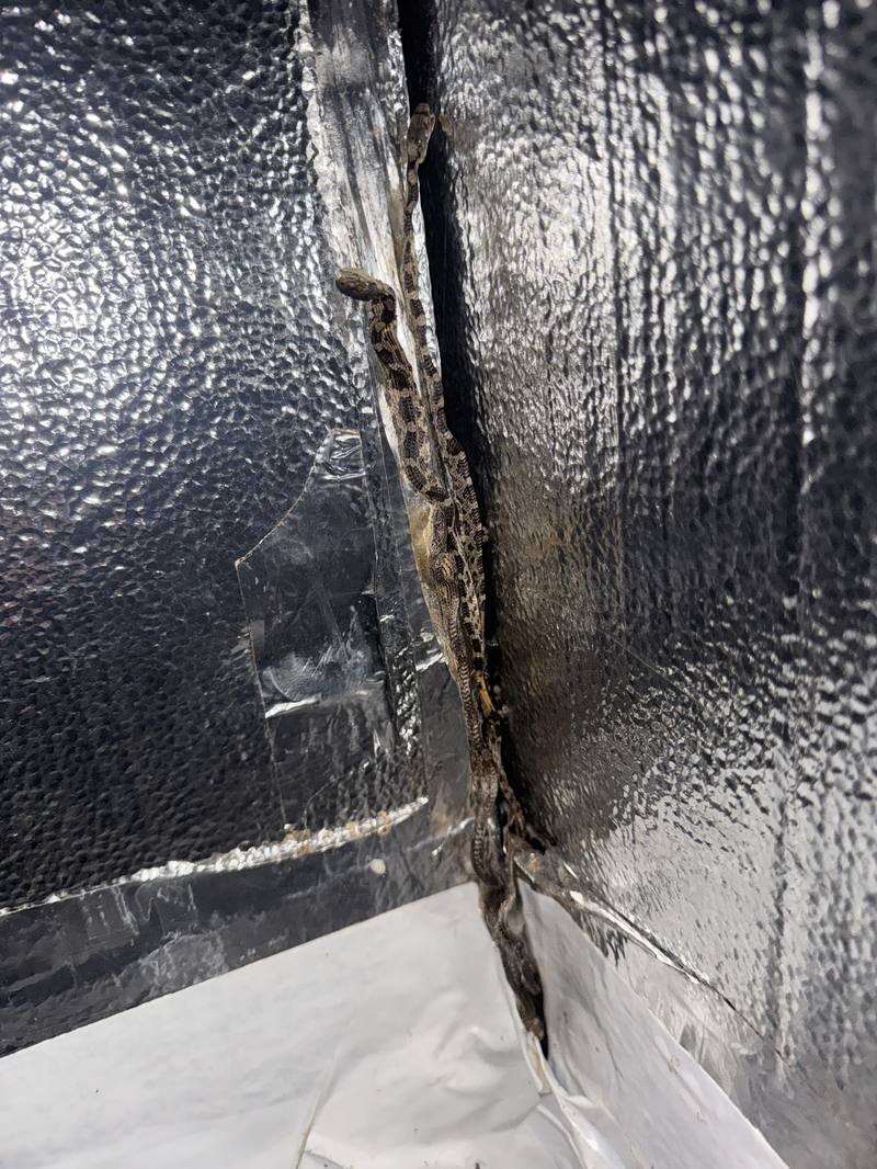 Juvenile rat snake at a crawlspace encapsulation liner seam in Conover NC