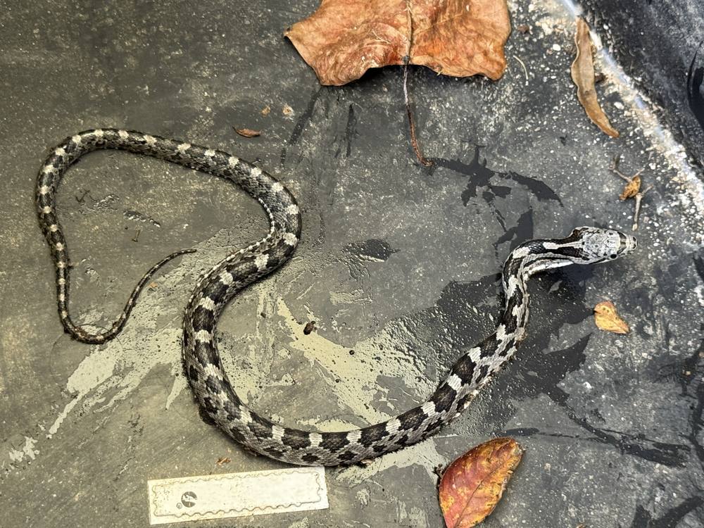 Juvenile gray rat snake removed from a Conover NC crawlspace