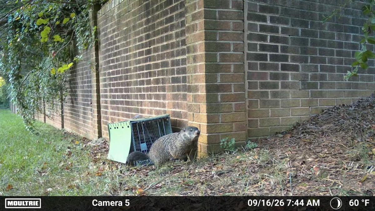 Groundhog beside a cage trap occupied by a possum, Hickory NC