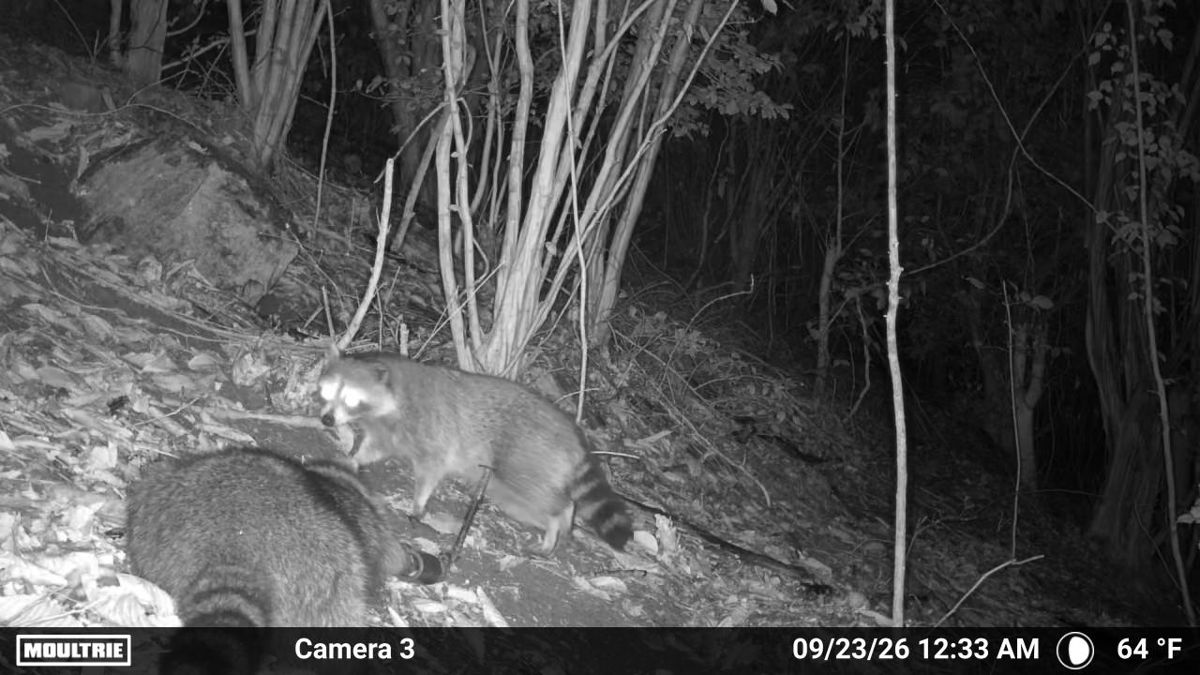 Two raccoons on a trail camera at night in a Hickory NC backyard
