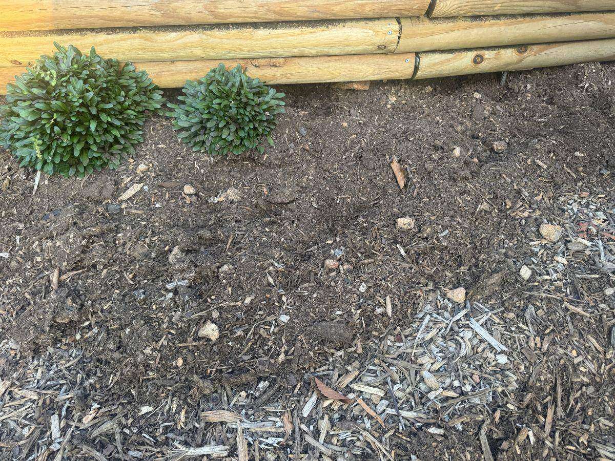 Mulch and landscaping bed dug up by raccoons in Hickory NC
