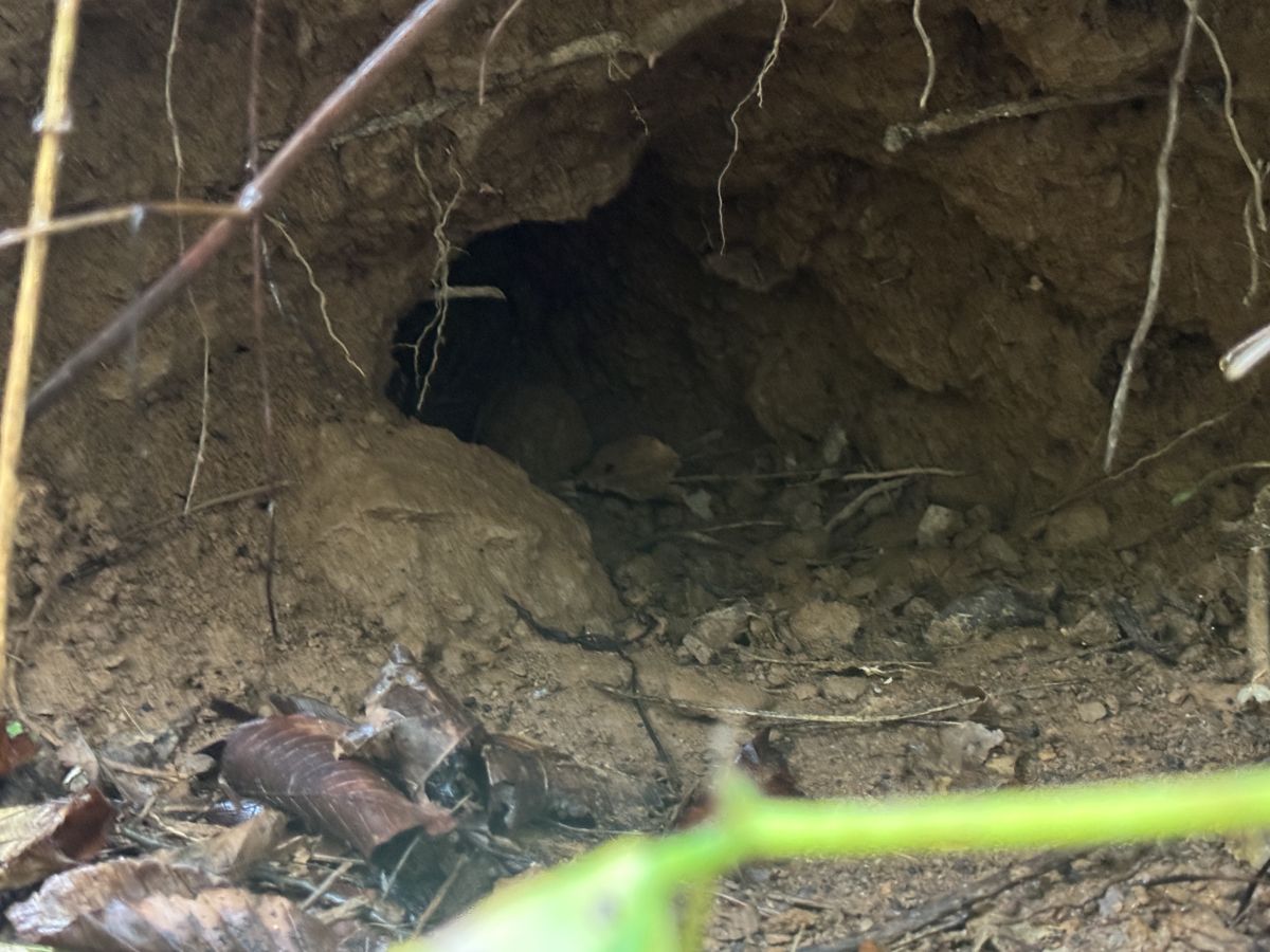 Second groundhog burrow entrance, Hudson NC