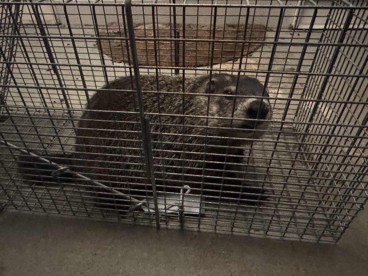 Second groundhog in a cage trap, Hudson NC