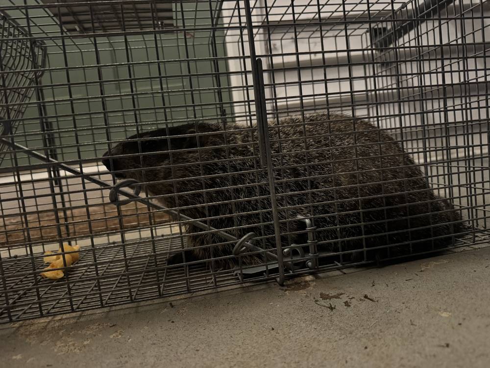 Groundhog in a cage trap at a Hudson NC home