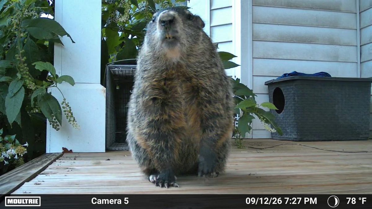 Groundhog on a front porch in Hudson NC, captured by a trail camera