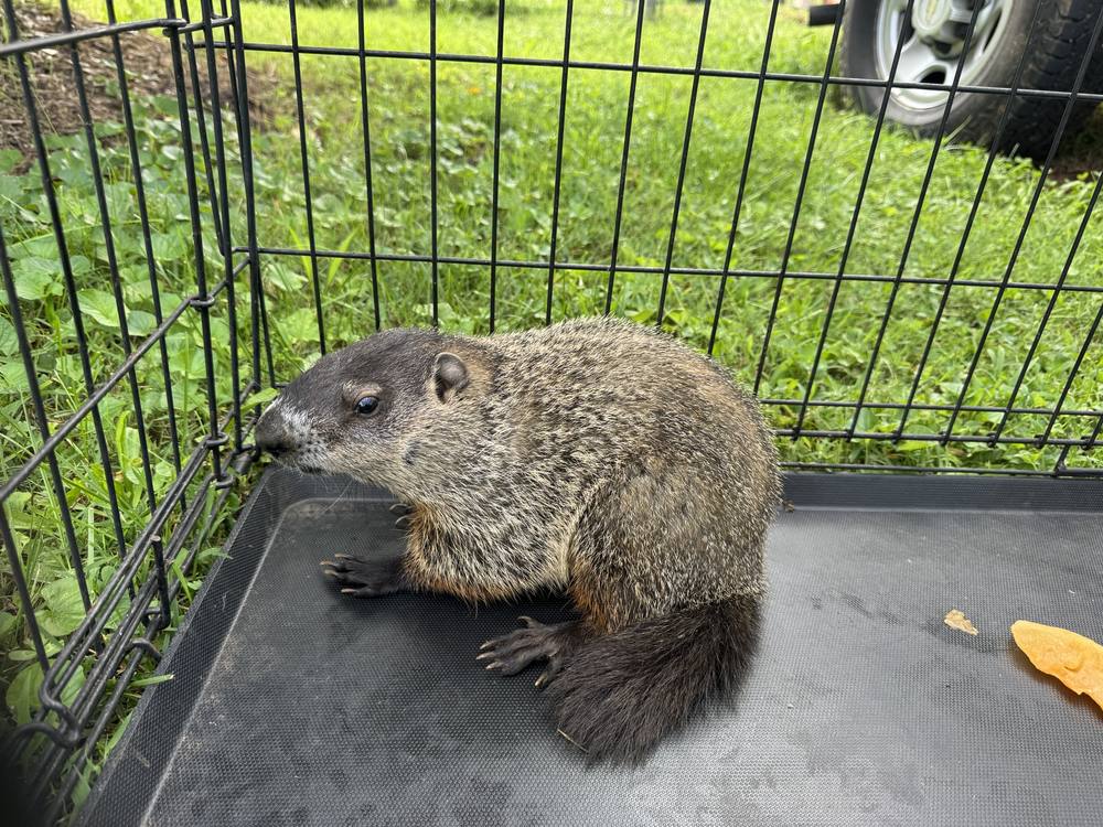 Groundhog removed from a Troutman NC property